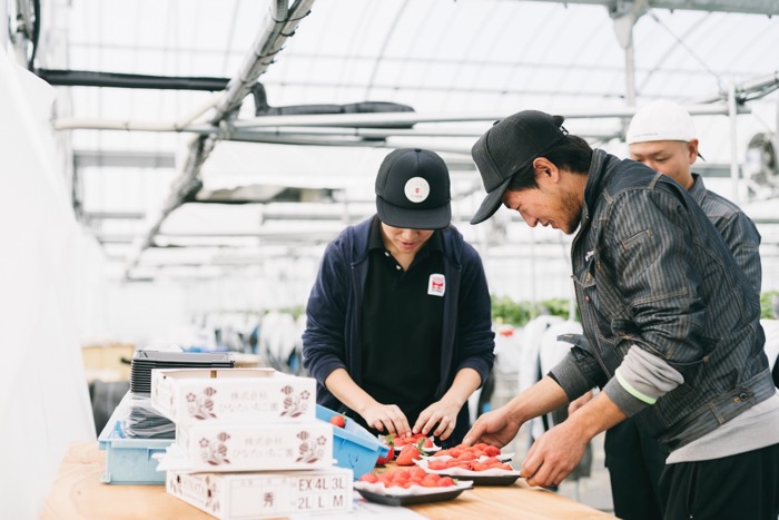 Ichigo’s Saori Taguchi helps Takayoshi Ono of Hinata farm box strawberries.