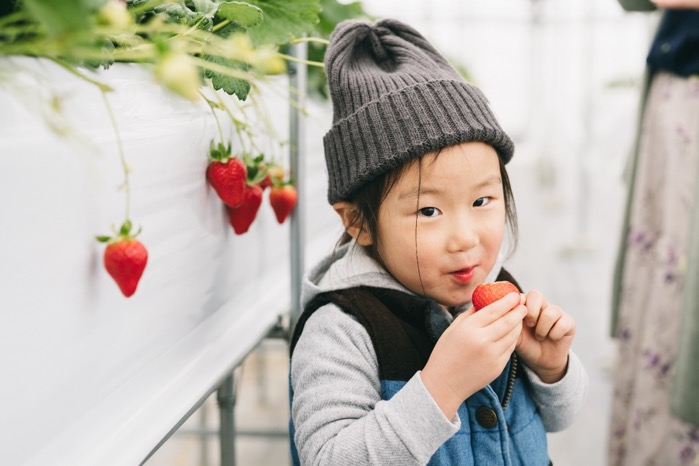 A local princess enjoys strawberry picking at Hinata farm.
