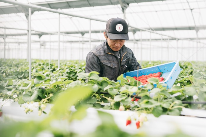 Strawberries are harvested from January to June.